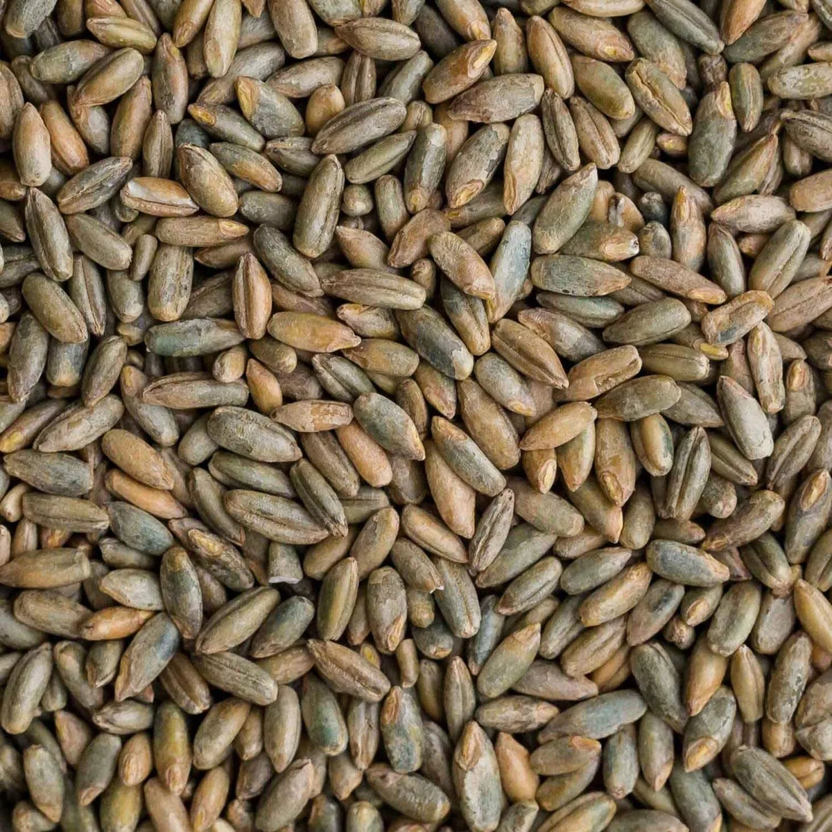 Organic Rye Berries 12 oz - Whole Grain Superfood High in Fiber & Iron - Secale cereale