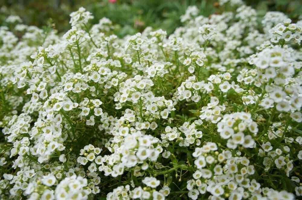 Sweet Alyssum Seeds 2000+ CARPET OF SNOW White Flowers - Lobularia maritima - Fragrant Annual Garden Ground Cover