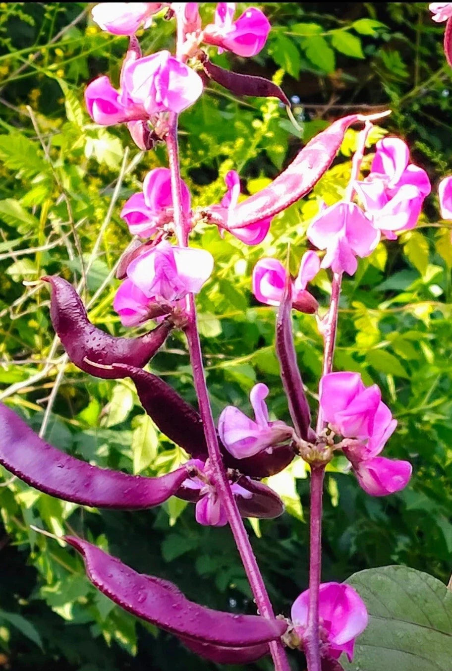Lablab Purpureus Seeds - 15+ Purple Moon Hyacinth Bean Seeds - Edible Ornamental Climbing Vine - Fast-Growing Garden Plant