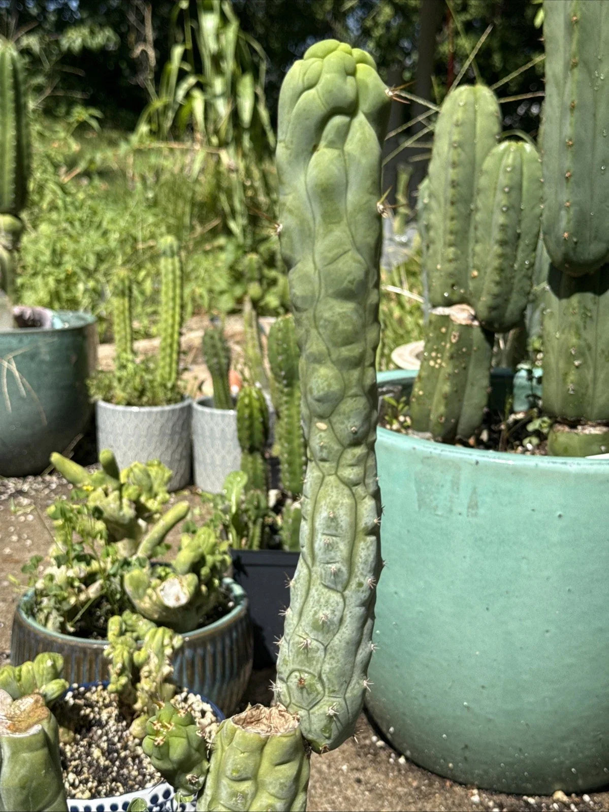 Echinopsis Bruce’s Dragon Cactus Cutting - 9” Pup - Unique Variety for Indoor/Outdoor Gardens - Echinopsis spp.