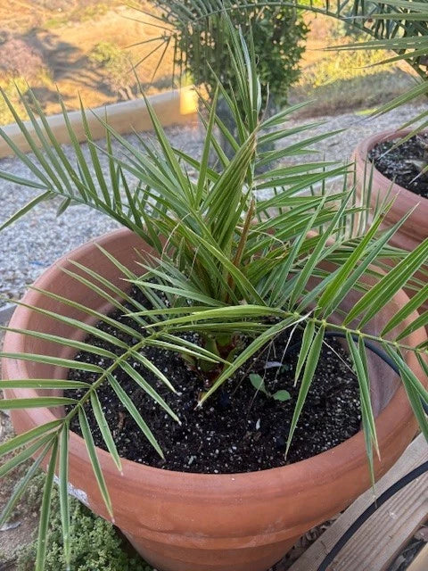 Canary Date Palm Seeds - Phoenix Canariensis - Indoor/Outdoor Tropical Plant - Fast-Growing, Drought-Resistant