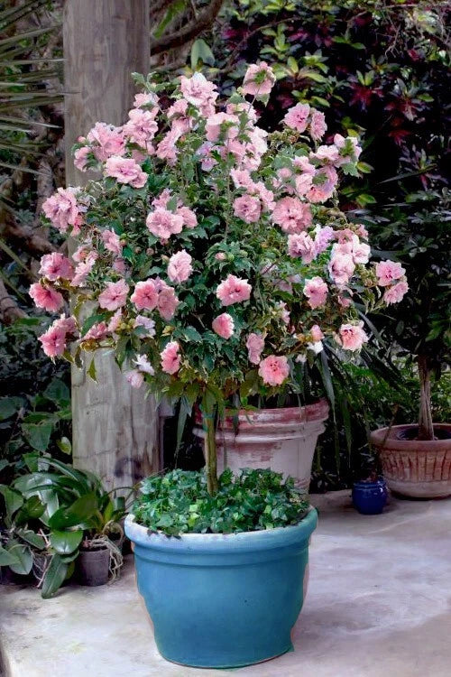 Rare Pale Pink Sugar Tip Double Rose of Sharon Cuttings - 6 Dipped Unrooted Cuttings (Hibiscus syriacus) for Gardening