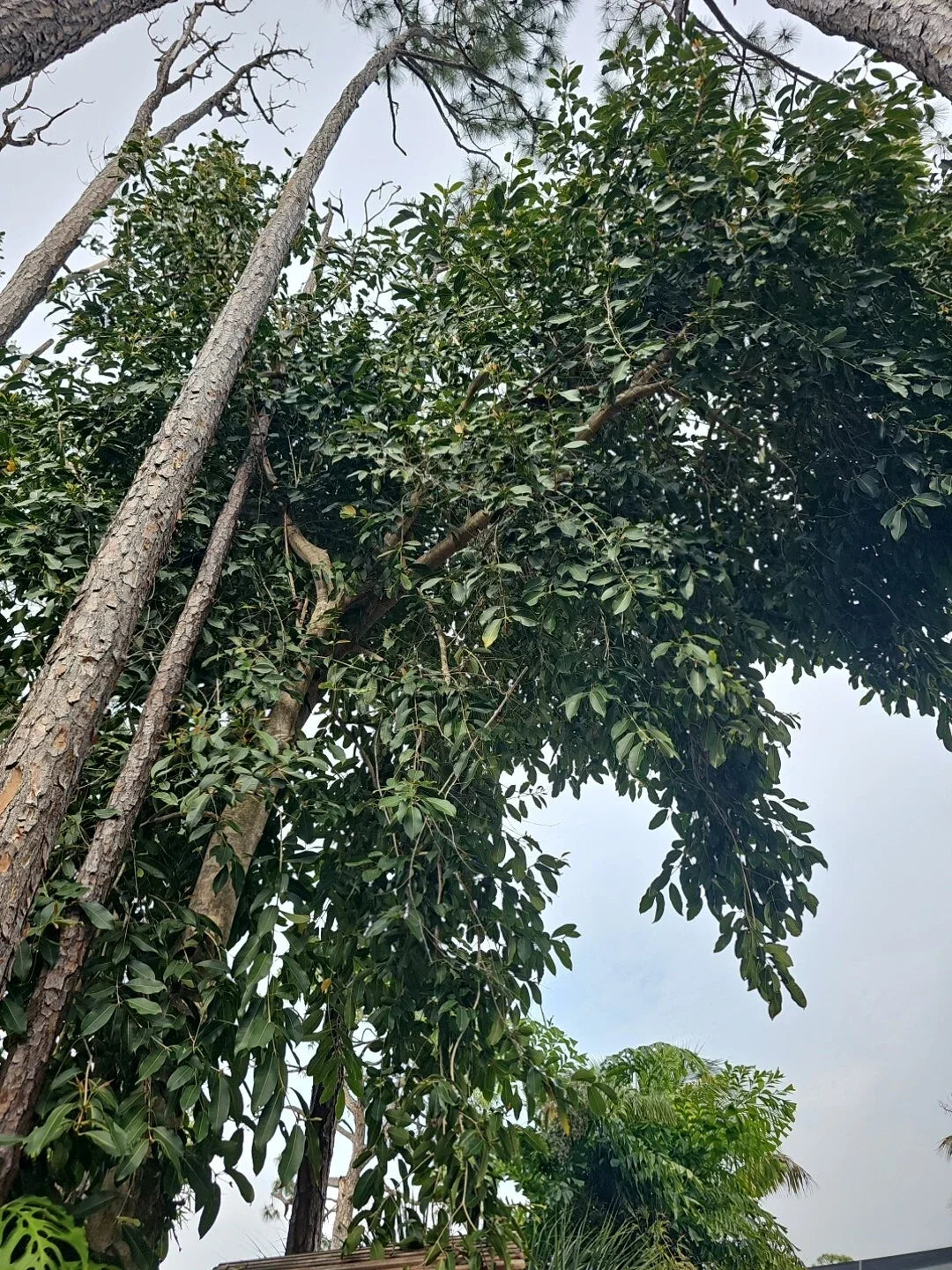 Jamun Fruit Tree Cuttings - 3 Premium Cuttings - Syzygium cumini - Indian Wax Apple - Java Plum - Exotic Garden Plant