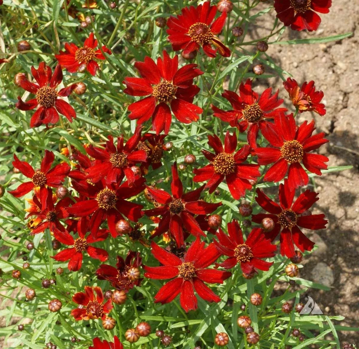 Coreopsis Seeds - 500 Non-GMO Dwarf Red Plains - Butterfly Garden - Coreopsis tinctoria - Fall Blooms - Attracts Pollinators