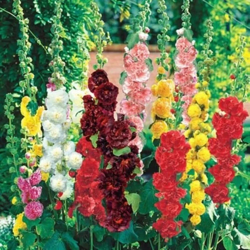 Hollyhock Seeds Mix - 100 Organic Summer Carnival Seeds - Alcea rosea - USA Grown, Attracts Pollinators, Free Shipping