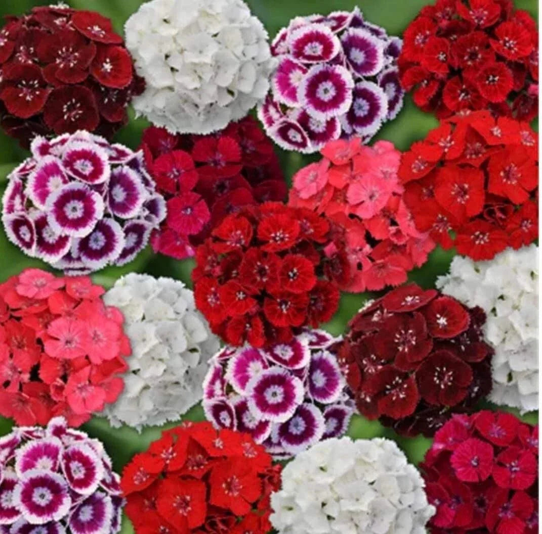 Sweet William Seeds - 200 Mixed Color Seeds - Dianthus barbatus - Vibrant Pink, Red & White Blooms for Gardens & Borders