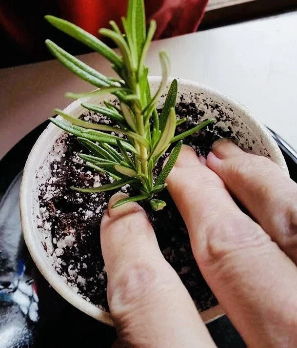 Rosemary Clippings - 10 Fresh Cuttings - Culinary Herb - Rosmarinus officinalis - Aromatic Propagation for Garden & Kitchen
