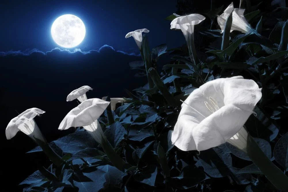 Tropical White Knight Vine Starter Plant - Exotic Night Blooms, Ipomoea alba - Rare Moonlight Reflecting Climbing Plant