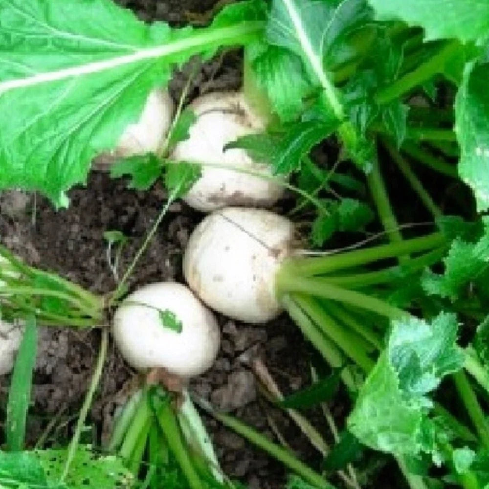Seven Top Turnip Seeds | Non-GMO Heirloom Variety | Brassica rapa | Fresh Garden Seeds for Easy Growing