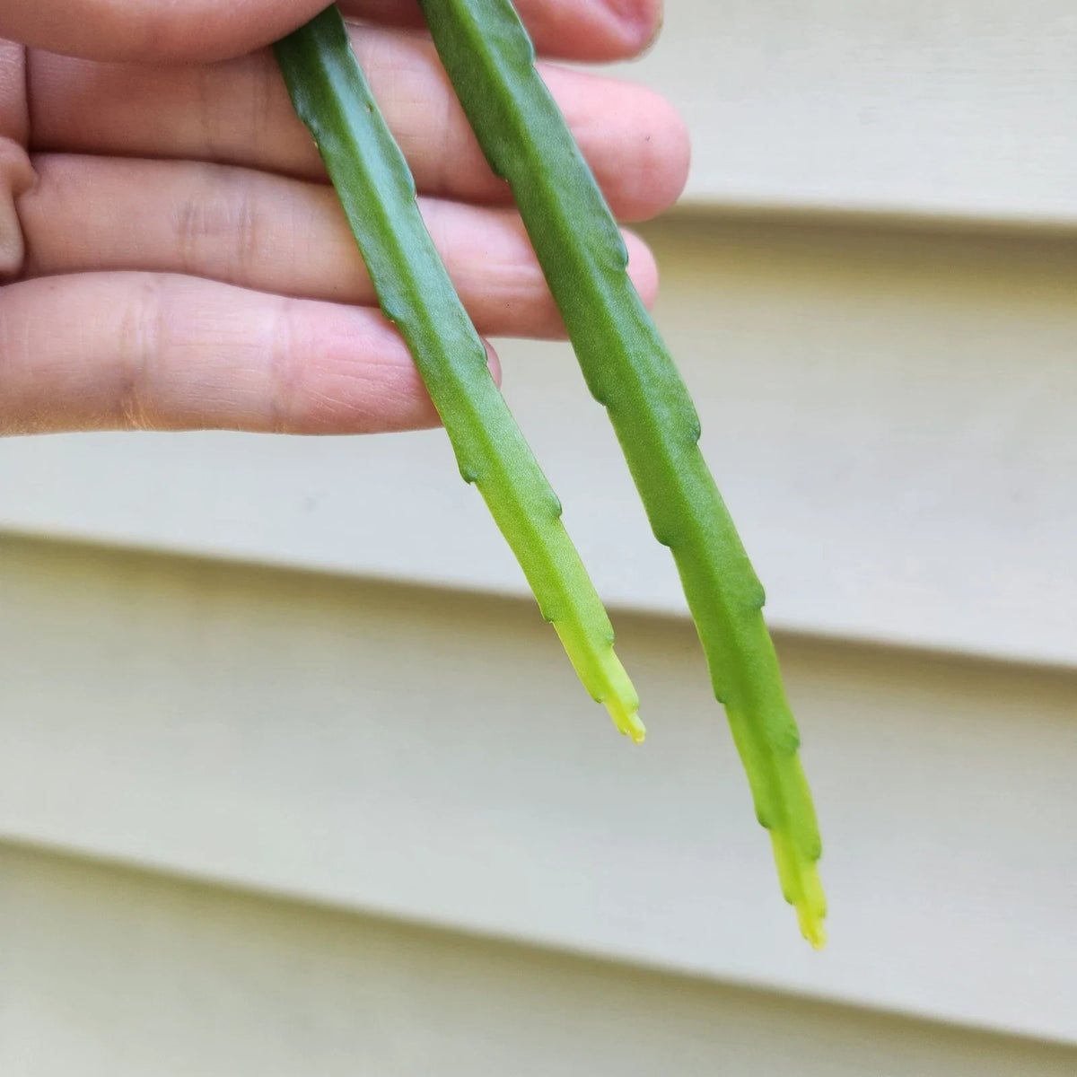 Lepismium bolivianum Cuttings - 2 Fresh 6" Bolivian Orchid Cactus - Easy Care Houseplant for Indoor Gardening