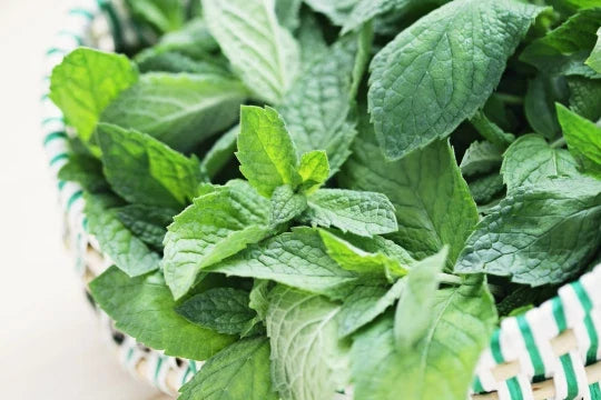 Spearmint Seeds - 100+ Premium Mentha spicata - Aromatic Culinary Herb for Garden, Indoor, or Pots - Non-GMO