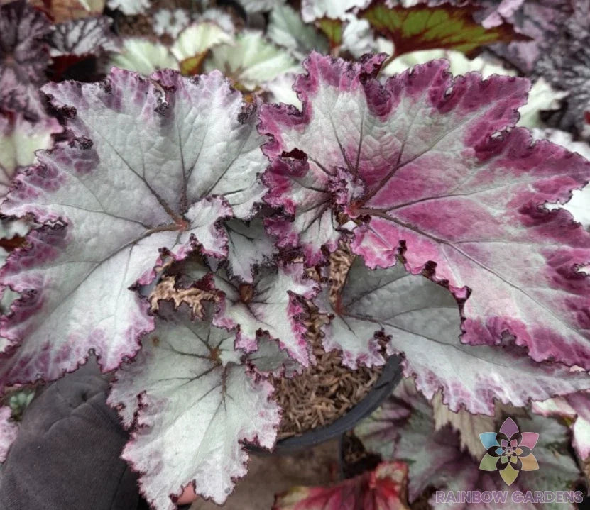 Satin Jazz Begonia Seeds - 25+ Premium Seeds for Indoor/Outdoor Planting - Begonia 'Satin Jazz' - Easy Care, Attractive Foliage