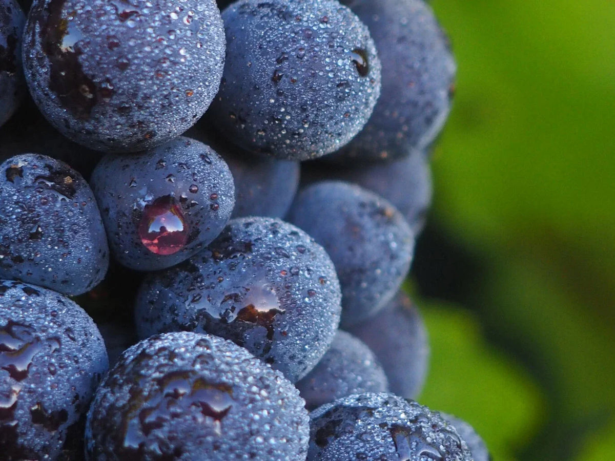 Pinot Noir Grape Live Plant Tree 8-18" Vitis vinifera - Perfect for Wine Lovers & Gardeners, Thriving Climbing Vine for Small Spaces