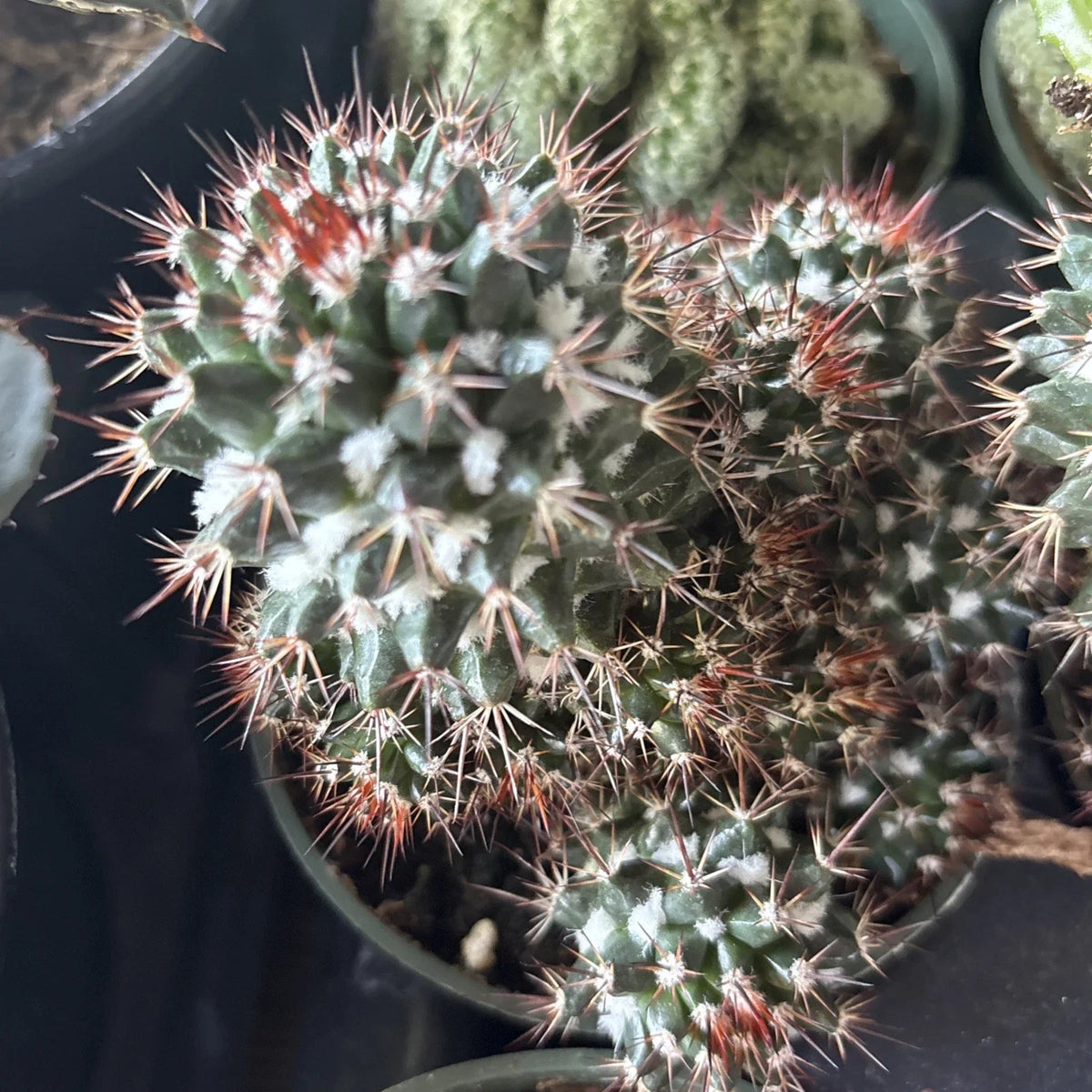Mammillaria Voburnensis Cactus in 4" Pot - Rare Indoor Succulent Plant for Home Decor, Easy Care, Drought-Resistant