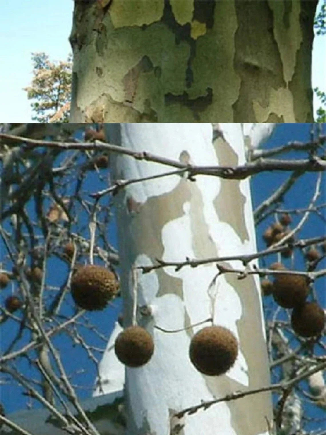 American Sycamore Seeds - 20-100 Pack - Platanus occidentalis - Native Tree for Landscaping & Reforestation