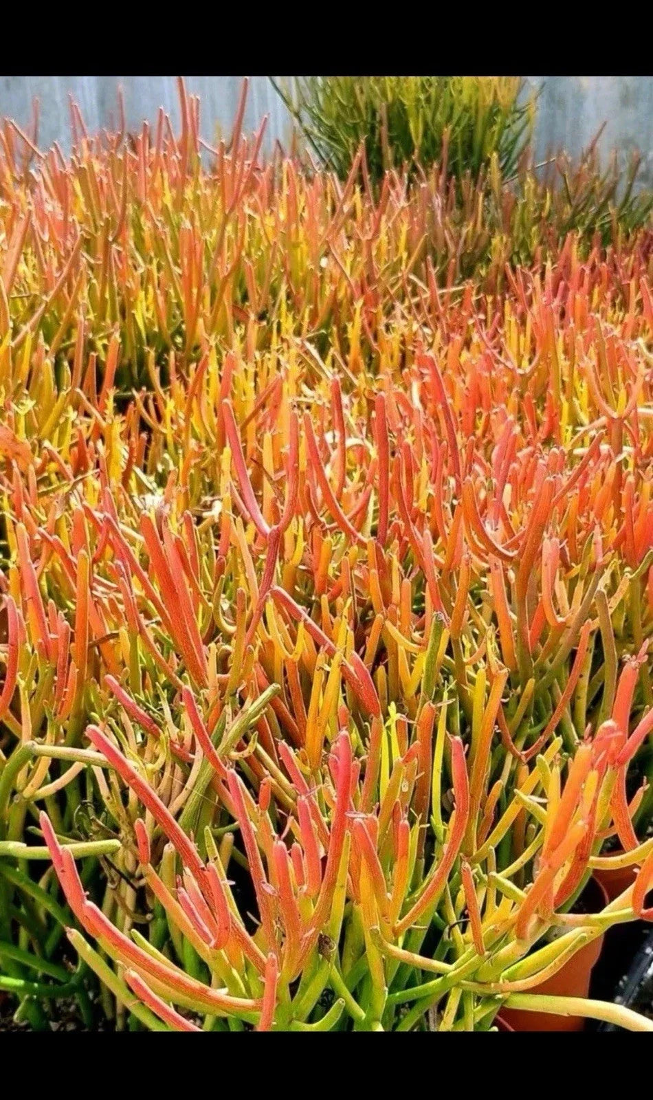Fire Sticks Cactus Cuttings - 12” Euphorbia Tirucalli - Indoor/Outdoor Decor - Low Maintenance Succulent - 3 Robust Cuttings