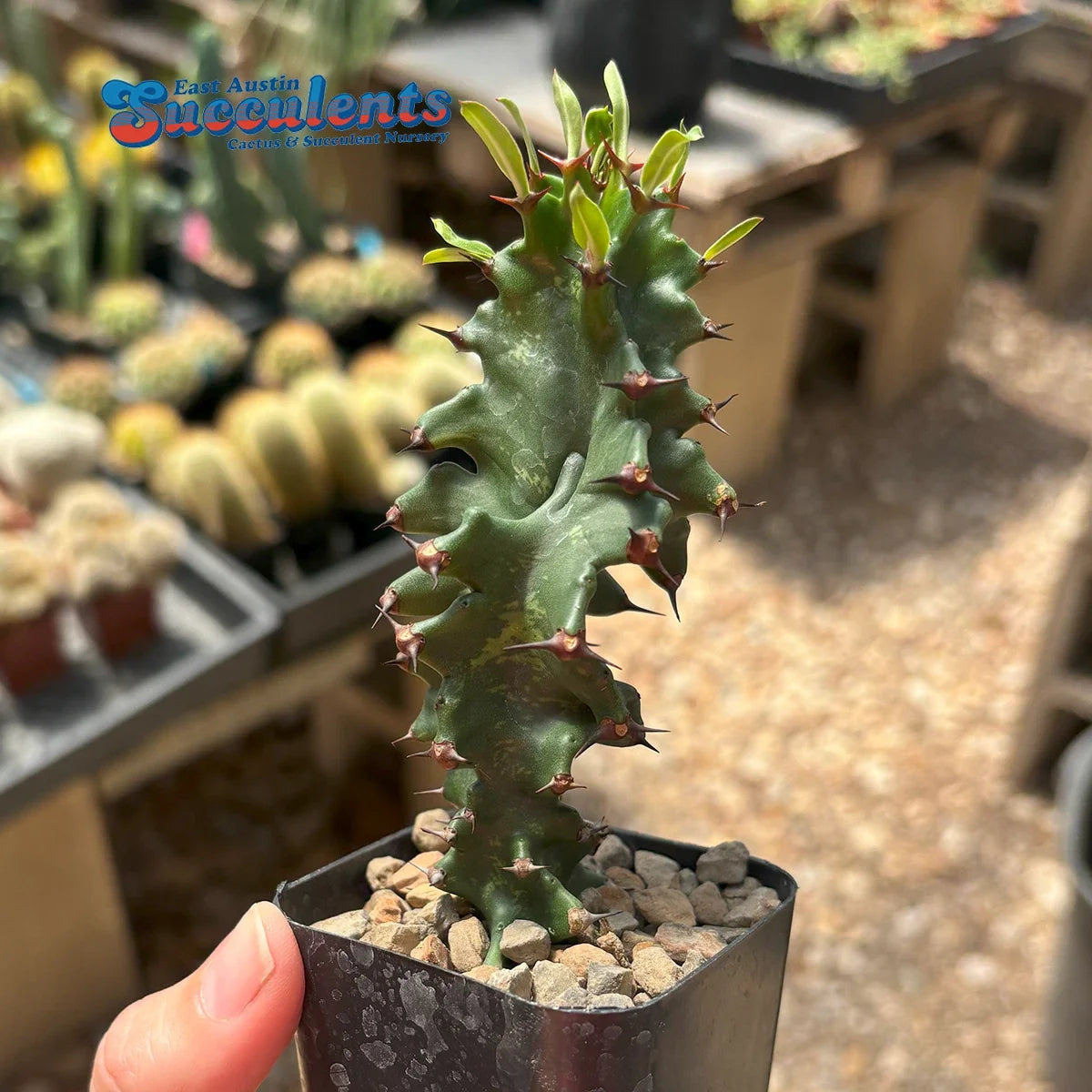 Live Rooted Succulent Plant - Euphorbia ingens monstrose - Unique Variegated Cactus - Drought-Tolerant Indoor/Outdoor Decor
