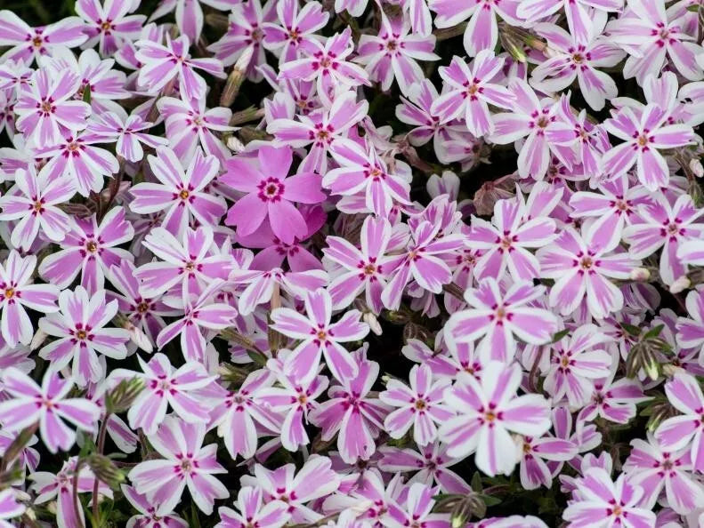Candy Stripe Phlox Seeds - 100+ Pack - Phlox drummondii - Vibrant Multi-Colored Blooms - Easy Garden Planting - USA