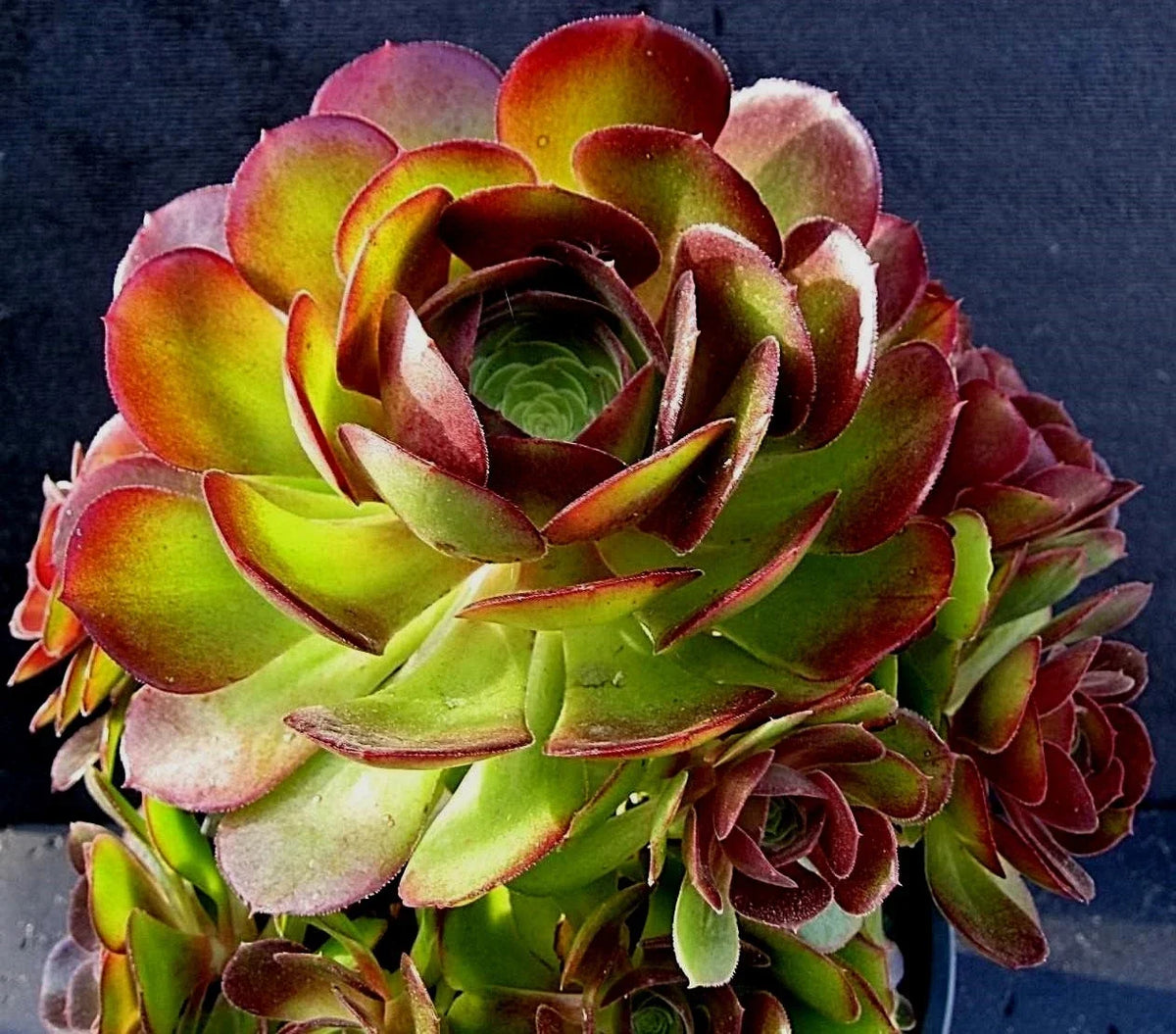 Rare Aeonium Durango Succulent Cuttings - 2 Pieces, Unique Green Variety, Aeonium sp., Perfect for Plant Lovers