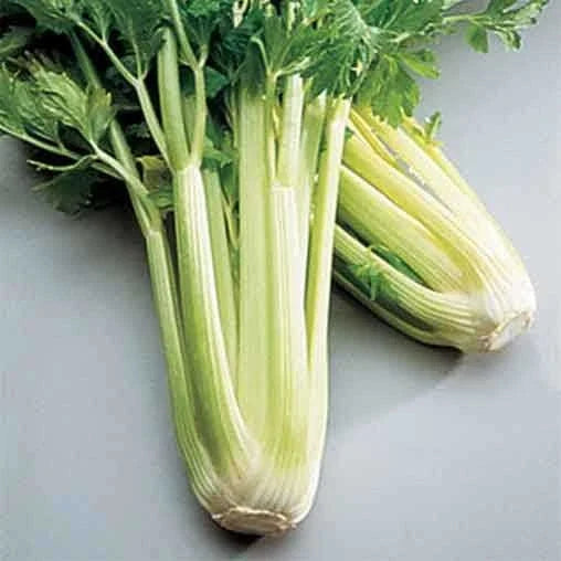 Golden Self Blanching Celery Seeds - Heirloom Non-GMO Vegetable Seeds - Apium graveolens - 200 Count Pack