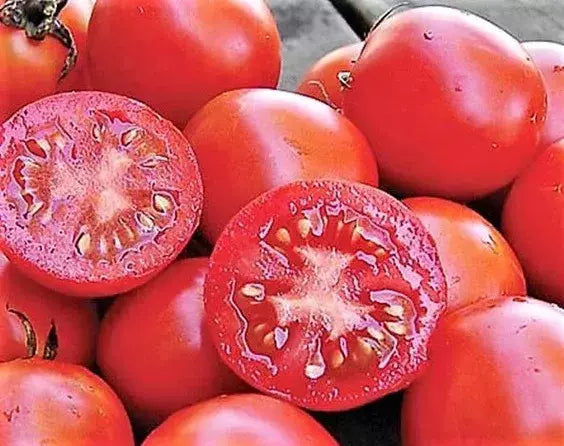 Siberian Tomato Seeds 120+ Heirloom Organic Non-GMO Seeds for Planting Solanum lycopersicum