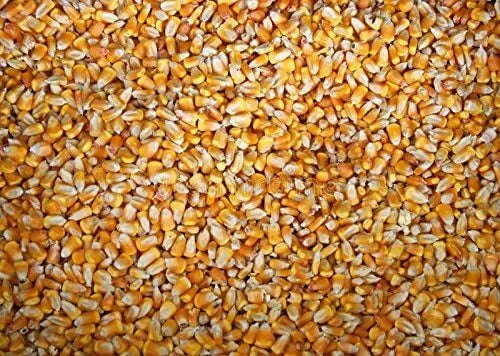 Whole Kernel Corn 10 lbs Non-GMO Yellow Zea mays Grown in Iowa - Premium Quality for Cooking & Baking