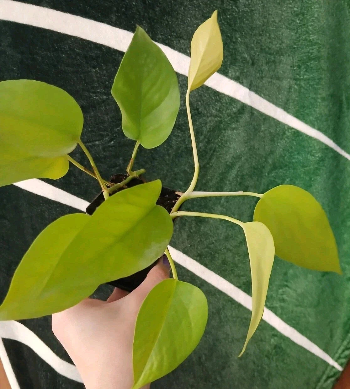 Neon Pothos Plant 6-Inch Pot Epipremnum aureum Vibrant Green Indoor Houseplant Low Maintenance Air-Purifying Decor