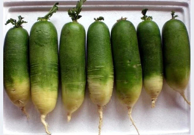 Green Radish Seeds 2g Packet - Chinese Green Luobo - Raphanus sativus var. longipinnatus - Approx. 150 Seeds - Fast Growing