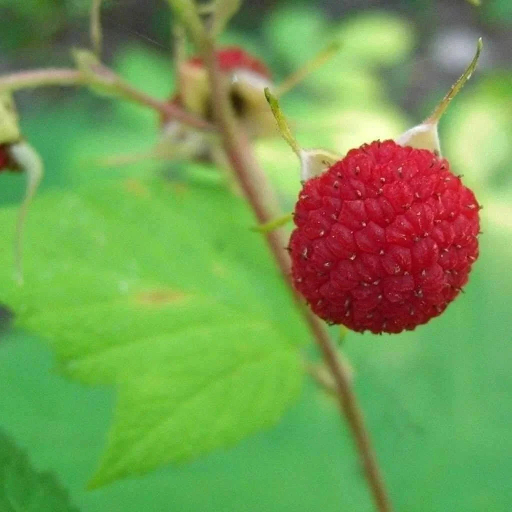 Thimbleberry Raspberry Starter Plant - Thornless Rubus parviflorus - Easy Care for Zones 3-8 - Sweet Berries for Home Garden