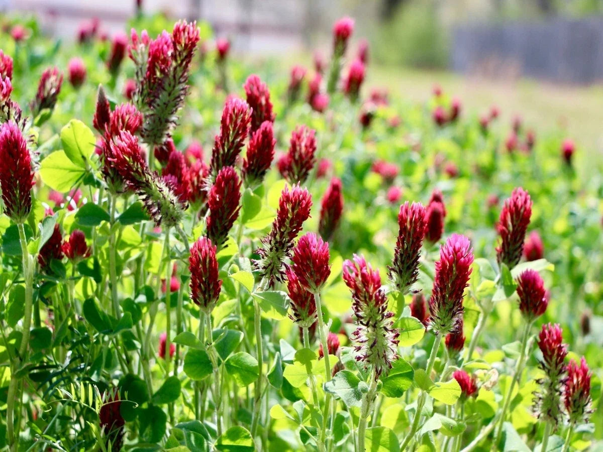 Clover Seeds 1200+ Crimson Red Non-GMO Trifolium incarnatum Pollinator Cover Crop