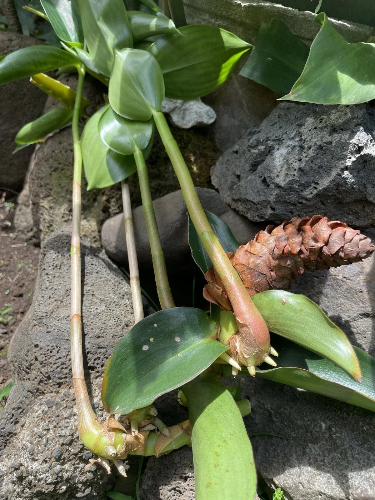 Costus Woodsonii Cuttings - 12 Organic Red Indian Head Ginger - Hawaii Grown - Tropical Garden Plant