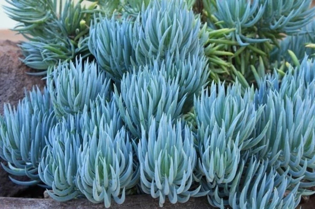 Blue Chalk Sticks Succulent Cutting - Rare Live Plant - Senecio mandraliscae - Easy Care Indoor Plant - 4-6 Inches