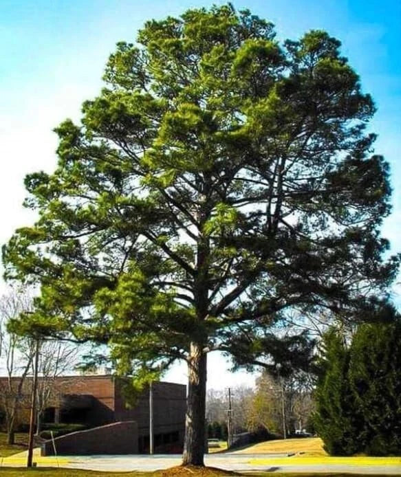 Loblolly Pine Tree Seedlings 1-2 Feet Fast-Growing Evergreen Pinus taeda | Ideal for Erosion Control & Wildlife Habitat