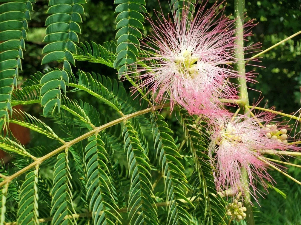 Pink Mimosa Tree Cuttings 6-8" | Albizia julibrissin | Attracts Bees & Butterflies | Propagation & Landscaping