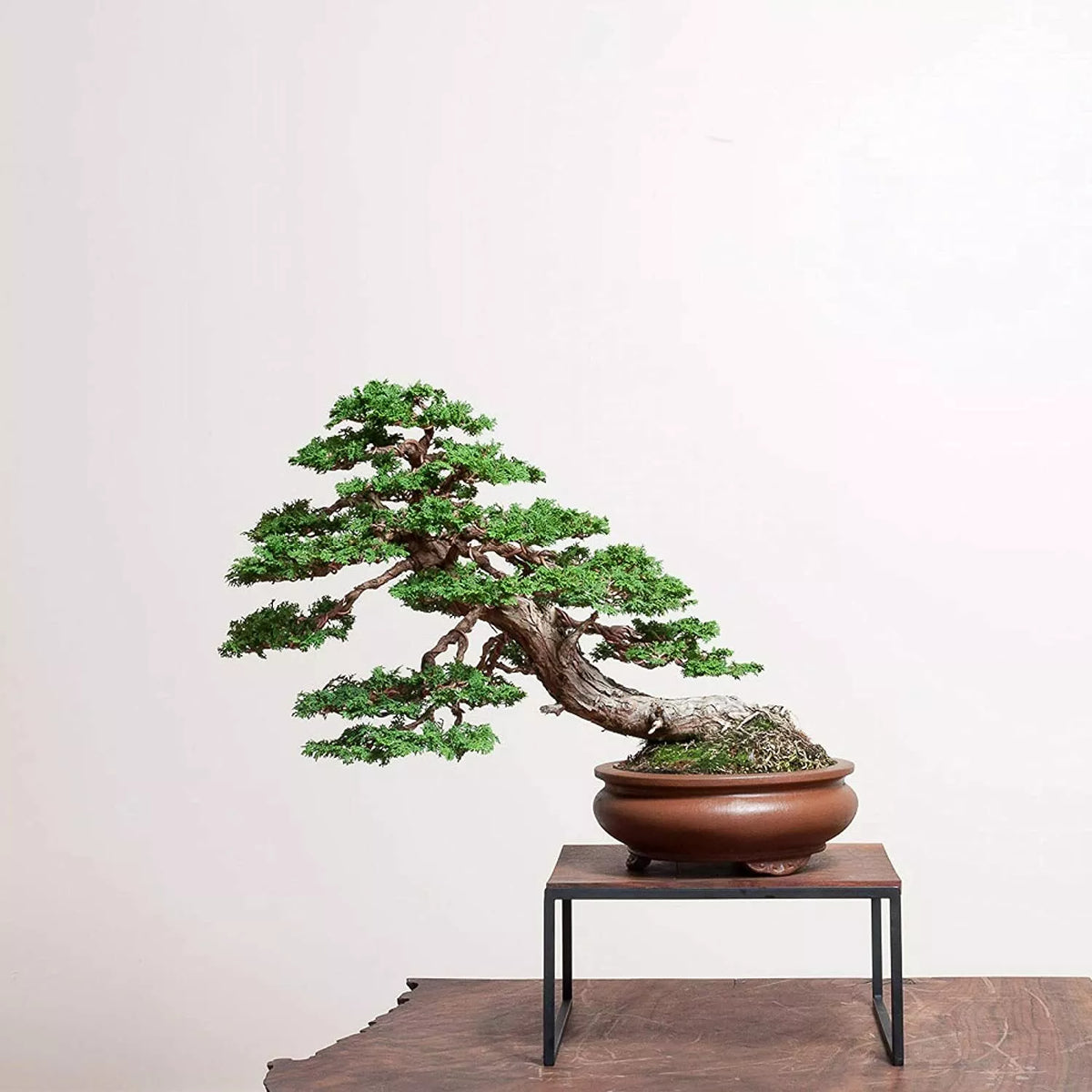 Hinoki Cypress Bonsai Tree Seeds, 20 Pack, Evergreen, Chamaecyparis obtusa, Indoor/Outdoor, Slow-Growing, Compact, Rich Green Foliage