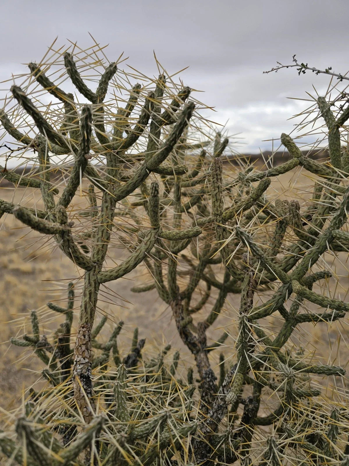 Cylindropuntia Ramosissima Cuttings - 3 Branches Diamond Cholla Cactus - 6" Tall Succulent - Drought-Tolerant Indoor/Outdoor Plant