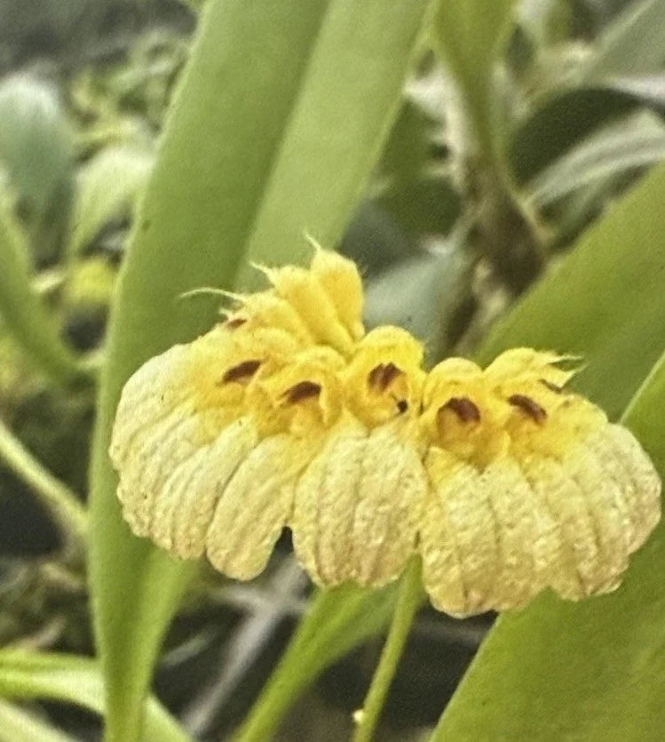 Bulbophyllum Auratum Orchid Plant - 2-Inch Pot - Exotic Tropical Flowering - Bulbophyllum auratum
