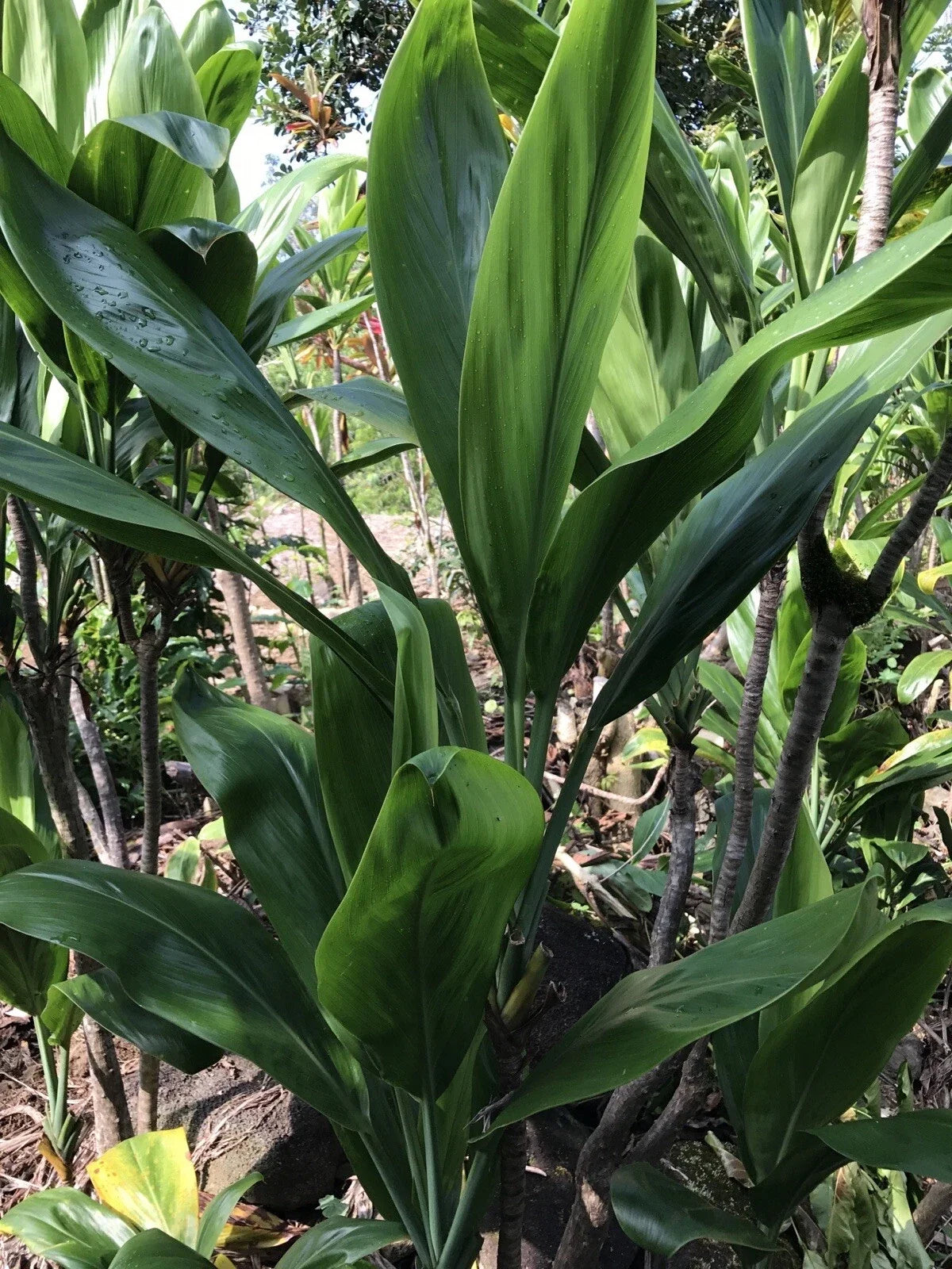 Hawaiian Green Ti Leaf Fresh Cuttings 6-inch Starter Logs, 50 Pack, Cordyline fruticosa, Tropical Landscaping Decor