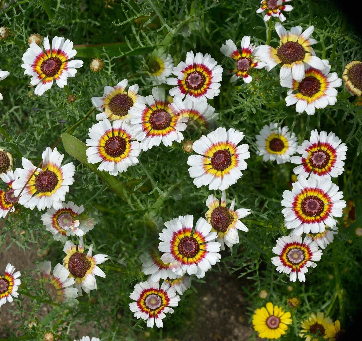Painted Daisy Seeds - 200+ Yellow Red White - Chrysanthemum carinatum - Garden Flowers - USA