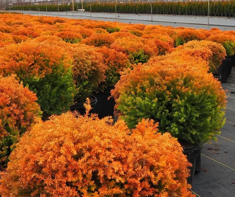 5 Gallon Arborvitae Tree 'Fire Chief' Live Evergreen with Fall Color Changes (Thuja occidentalis 'Fire Chief')