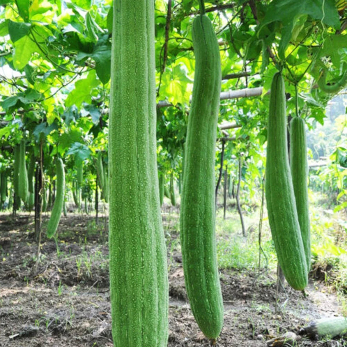30pcs Luffa Gourd Seeds - Non-GMO Long Loofah Sponge Seeds for Gardening - Luffa aegyptiaca