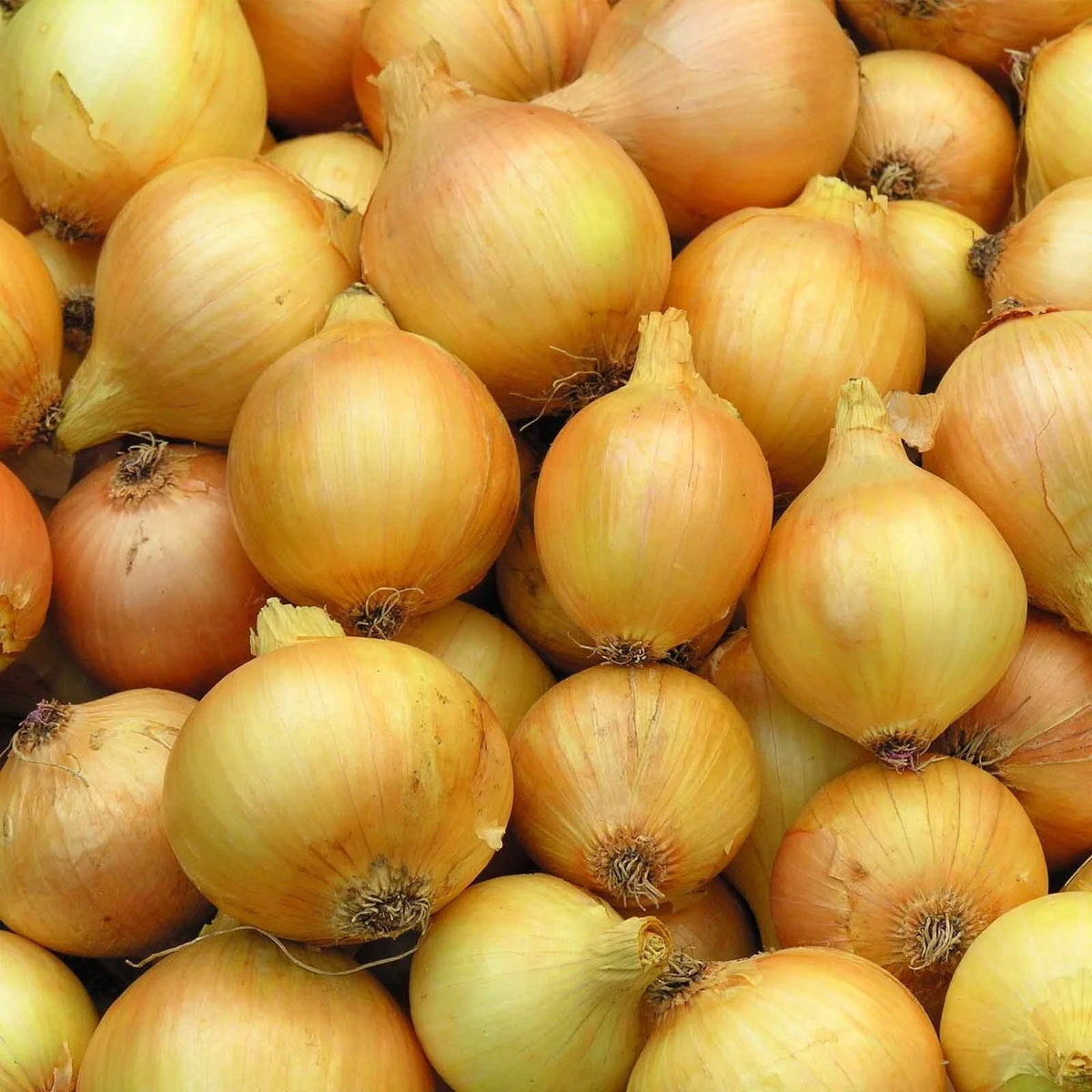 Yellow Sweet Onion Seeds - Heirloom - Non-GMO Organic - Allium cepa - 200 Seeds for Home Gardening and Container Planting