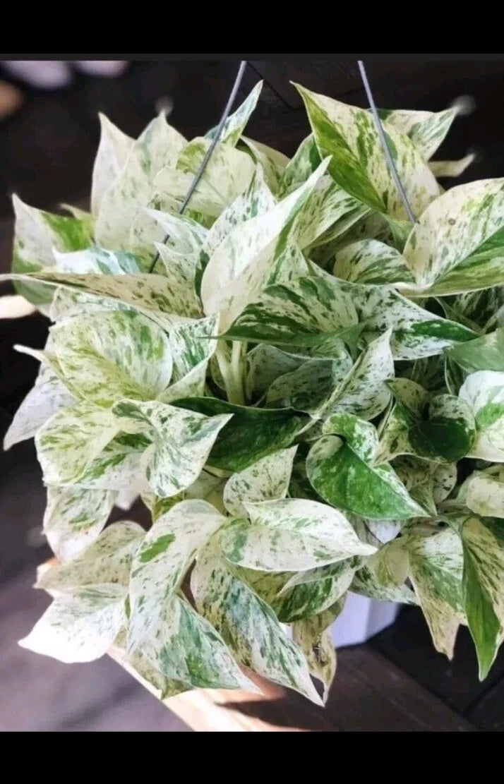 4 Pack Marble Pothos Cuttings - Unique Variegated Leaves - Epipremnum aureum 'Marble Queen' - Ideal for Propagation
