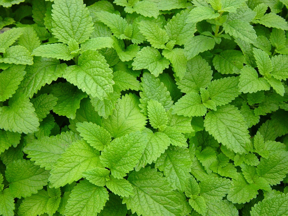 Lemon Balm Herb Seeds Pack - 500+ Non-GMO Seeds - Melissa officinalis - Aromatic Culinary Herb for Garden and Tea