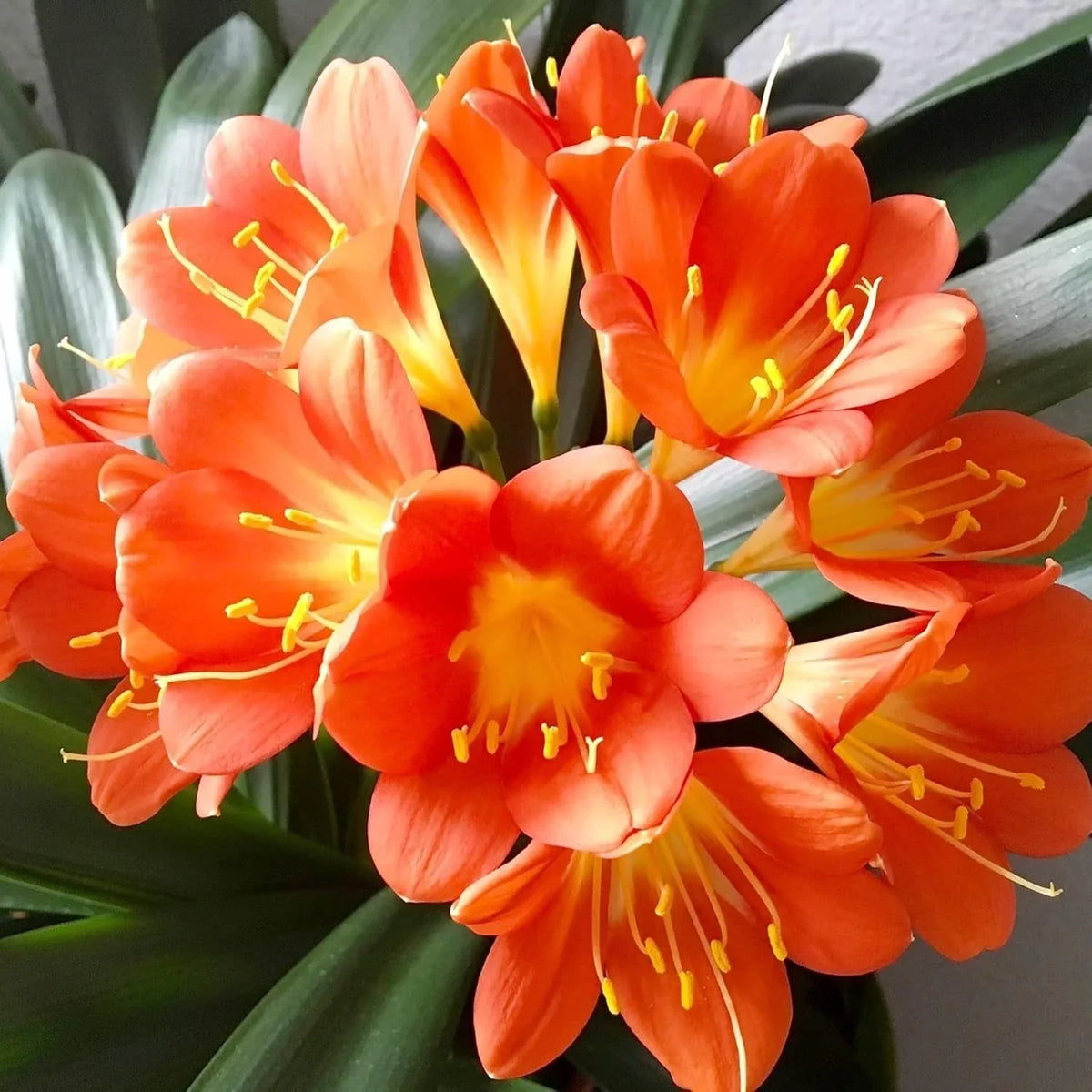 Live Clivia Miniata Plant - Orange Flowers - Well-Rooted Bush Lily - 1-4 Years Old - Easy Care Indoor/Outdoor Plant