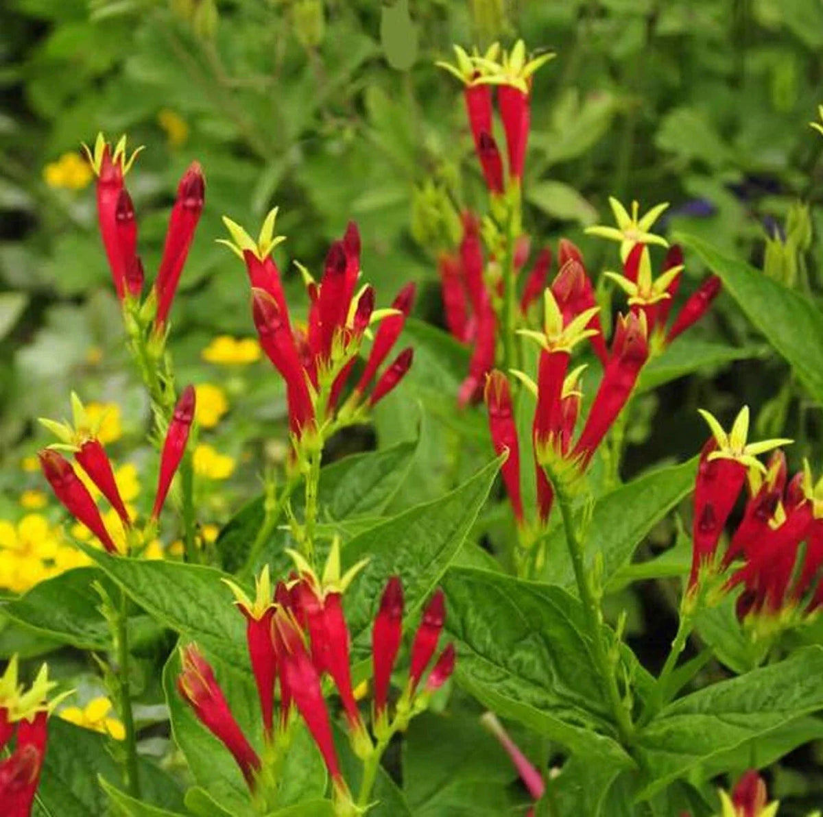 Indian Pink Perennial Bare Root Plant - Vibrant Red Flowers - Spigelia Marilandica - Shade Tolerant Garden Flower