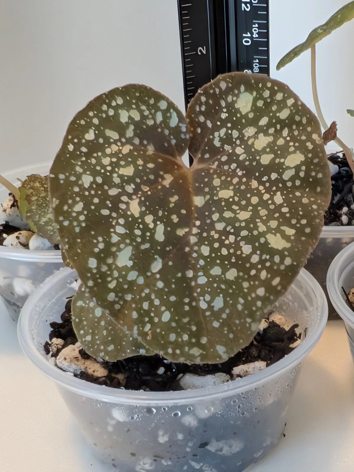 Begonia Plant 4-Inch Moona Hybrid Variety Begonia curtisii 'Galaxy' x Begonia variabilis, Unique Foliage, Easy Care Indoor/Outdoor