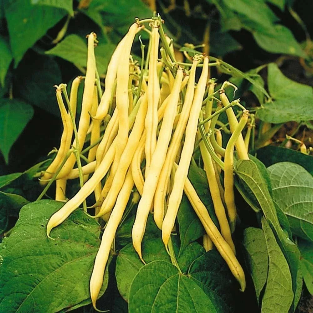 Bulk Golden Wax Bean Seeds | Yellow Wax Beans | Phaseolus vulgaris | High Germination Rate, Perfect for Gardens