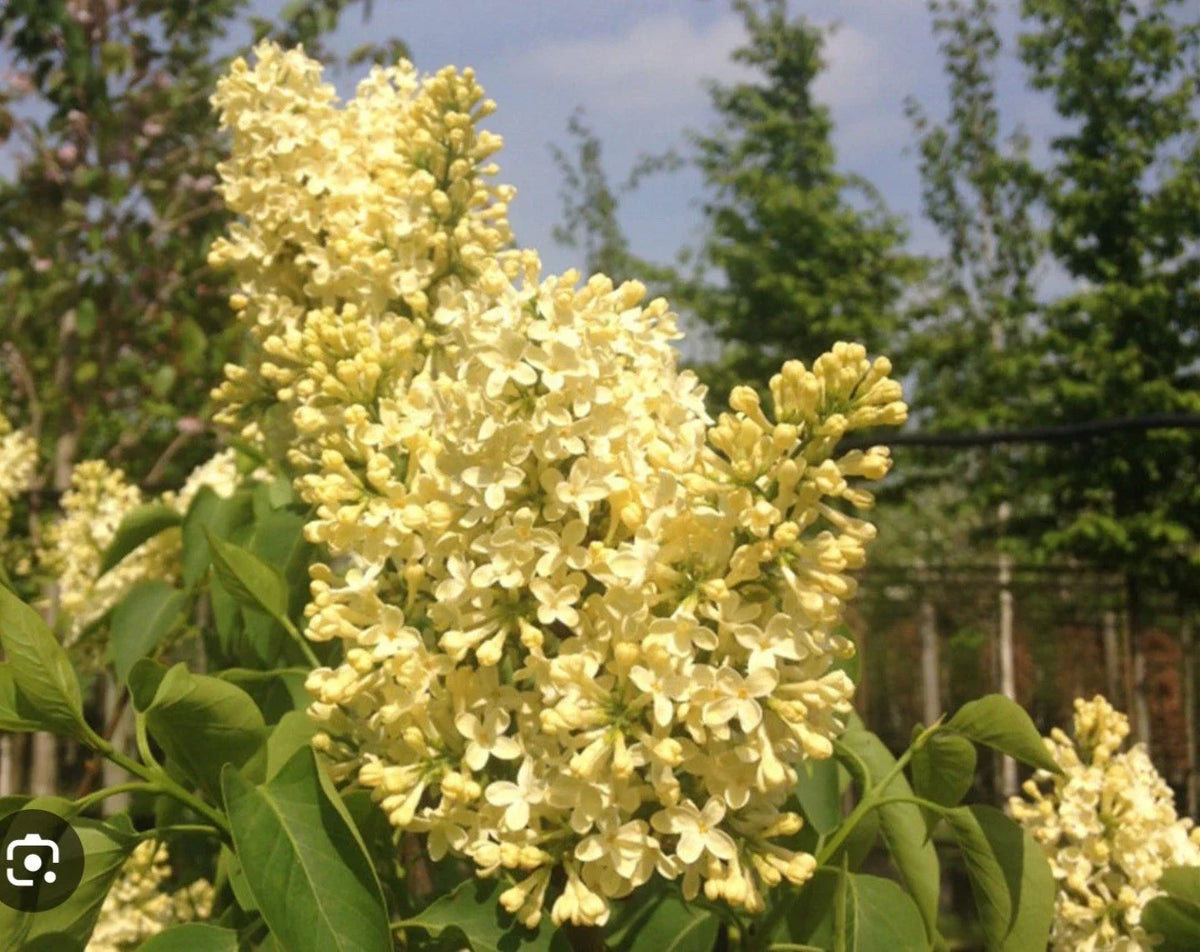 Primrose Lilac Starter Plant 4-8” Syringa Vulgaris | Fragrant Purple Flowering Shrub for Garden & Landscape