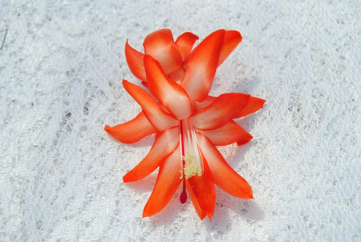 Christmas Cactus Starter Plant - Well Rooted Schlumbergera Truncata - Vibrant Indoor Decor for Home or Gifting